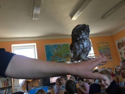 Sovy, královny noci